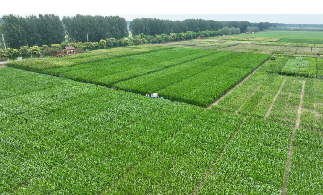 种业之都北京振兴步履铿锵！(图1)