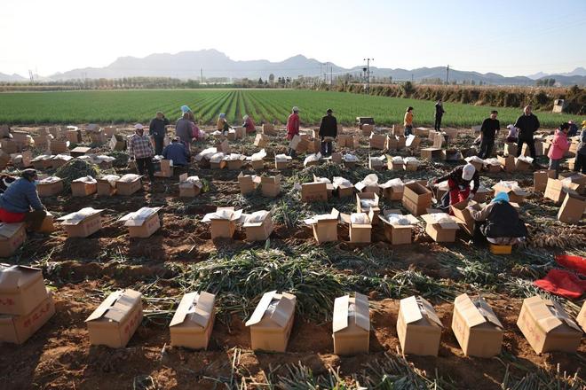 秦皇岛：在旅游城市中建设美丽田园(图4)