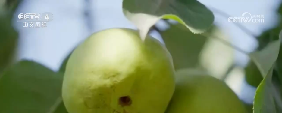 不同地域、独具特色、历史悠久 中国6项全球重要农业文化遗产获授牌(图6)