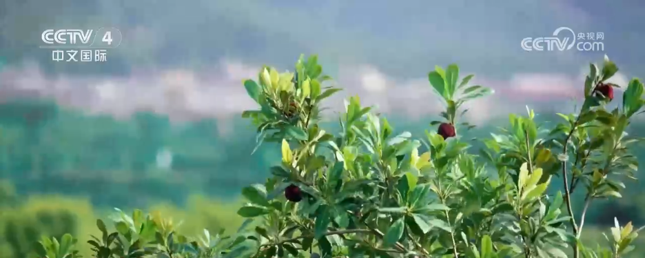 不同地域、独具特色、历史悠久 中国6项全球重要农业文化遗产获授牌(图4)