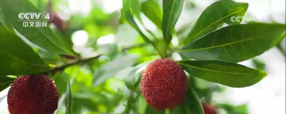 不同地域、独具特色、历史悠久 中国6项全球重要农业文化遗产获授牌(图5)