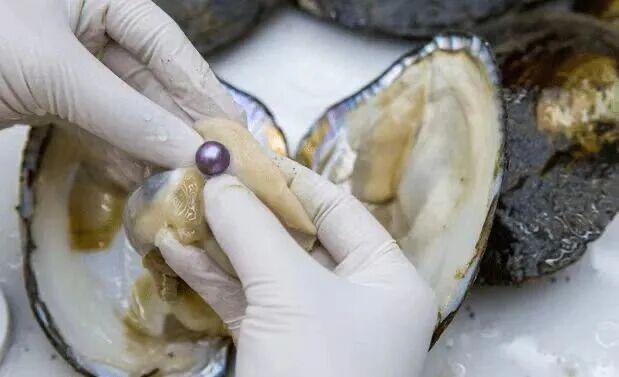 白志毅：深耕淡水珍珠产业数十载以科技之力点亮“珠城”新未来(图2)