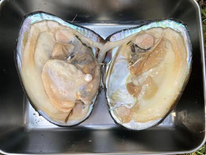 白志毅：深耕淡水珍珠产业数十载以科技之力点亮“珠城”新未来(图3)