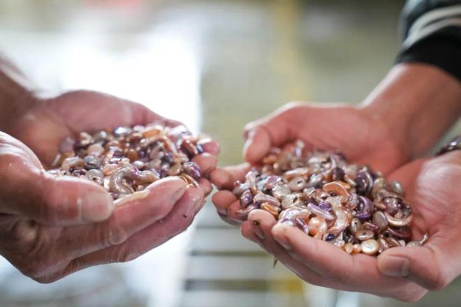 小珍珠 大能量！(图6)