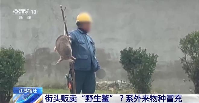 街头贩卖“野生鳖”？系外来物种冒充(图1)