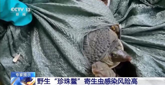 街头贩卖“野生鳖”？系外来物种冒充(图2)