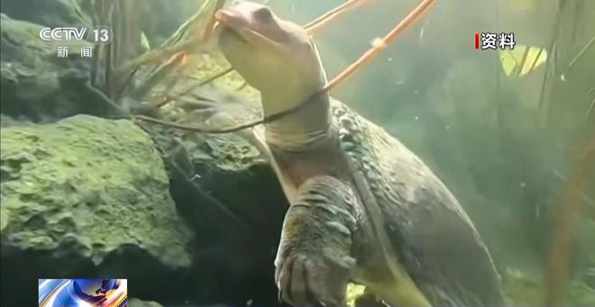 街头贩卖“野生鳖”？系外来物种冒充(图3)