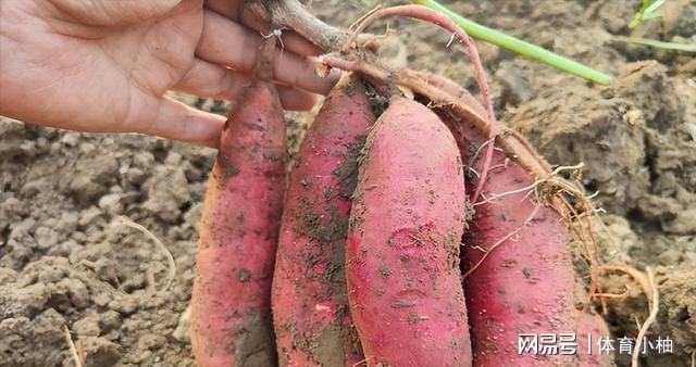 亩产5000斤曾撑起中国4亿人口粮的红薯为啥成不了中国主食？(图5)
