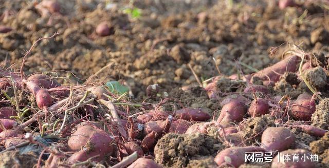 亩产5000斤曾撑起中国4亿人口粮的红薯为啥成不了中国主食？(图6)