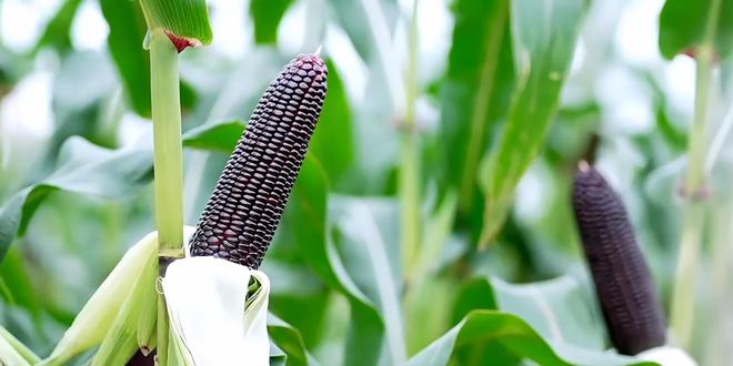 “黑珍珠”玉米走势火爆!始于良种背后的坚持(图3)