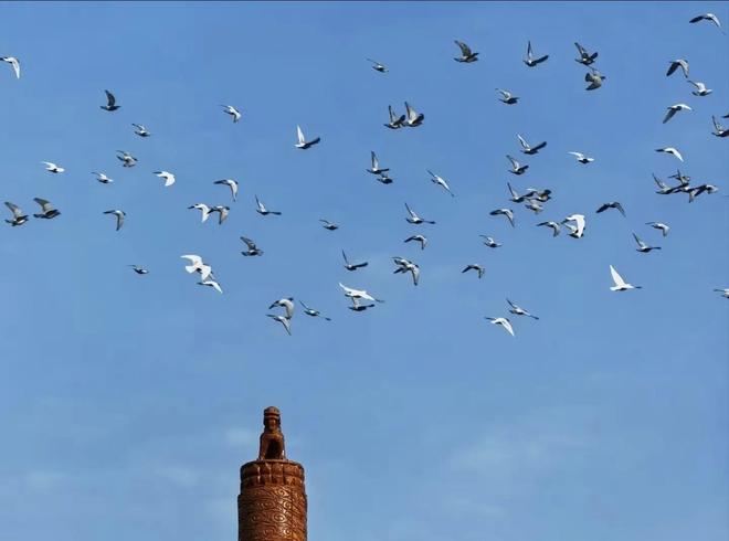 8万羽和平鸽都是“借来”的关在特殊笼子放飞有的已经到家了(图6)