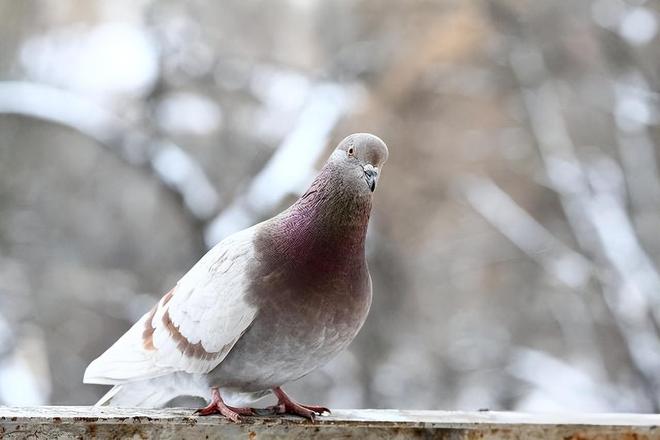 8万羽和平鸽都是“借来”的关在特殊笼子放飞有的已经到家了(图4)