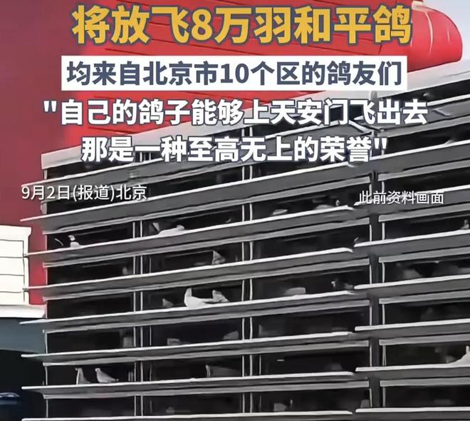 8万羽和平鸽都是“借来”的关在特殊笼子放飞有的已经到家了(图5)