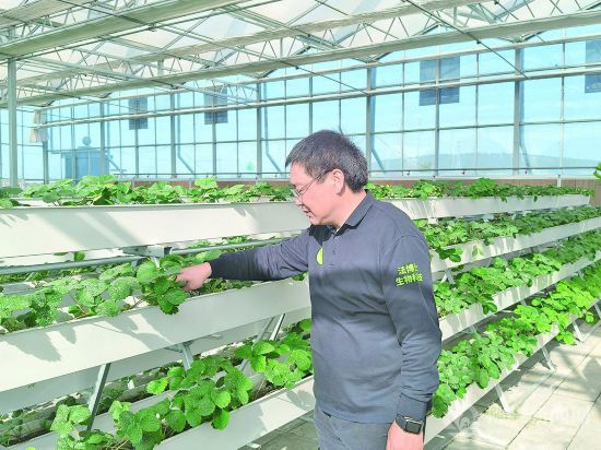 安徽泗县：现代农业绘就乡村振兴新图景(图1)