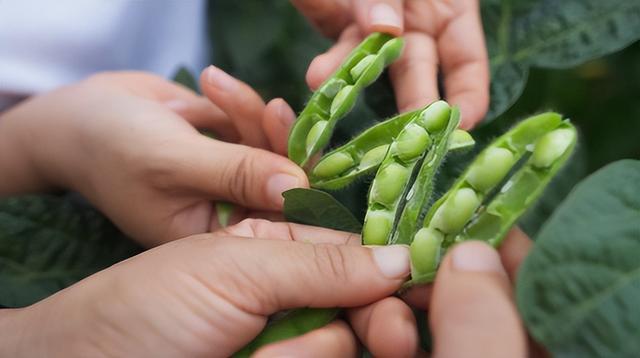 千禾携手国家级农场共建非转基因大豆供应基地(图2)