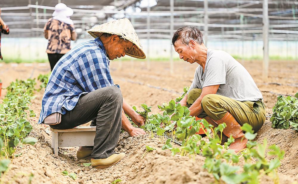 瞧这片田地破“碱”重生(图1)