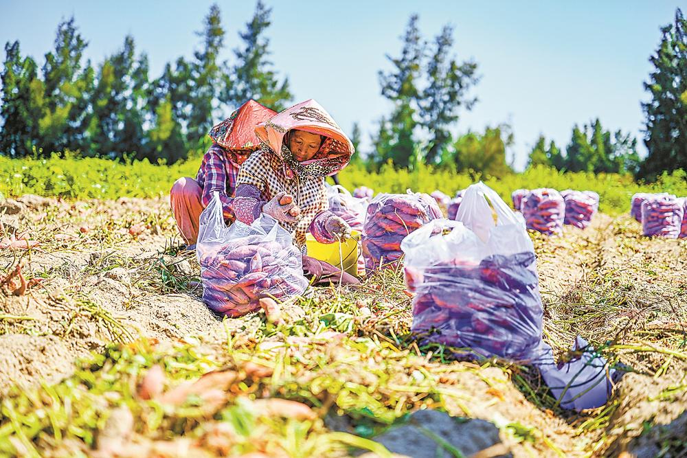 瞧这片田地破“碱”重生(图2)