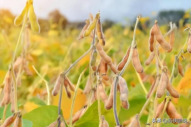 欧美多次围剿中国打响“粮食战争”如今中国的反击开始了!(图11)