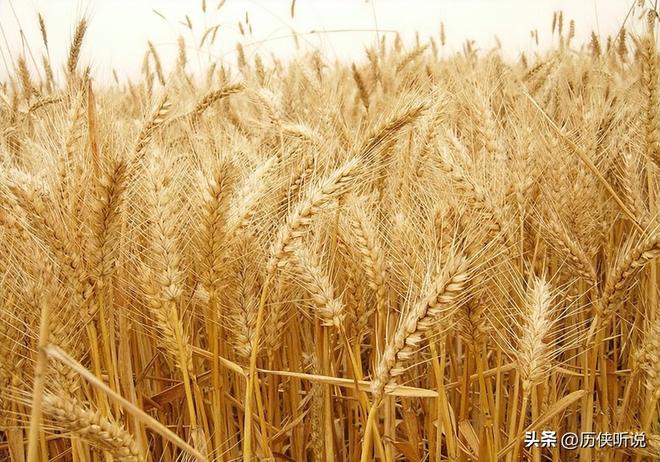 欧美多次围剿中国打响“粮食战争”如今中国的反击开始了!(图13)