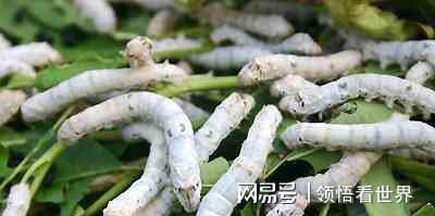 世界第一人国外专家研究数十年未果河南农民花10年成功(图5)