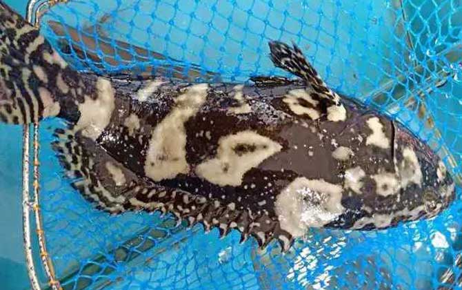 珍珠魅力:人造珍珠的经济选择与优雅搭配技巧(图1)