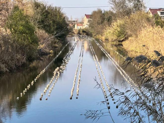 如皋这些地方年产珍珠近千万颗！(图1)