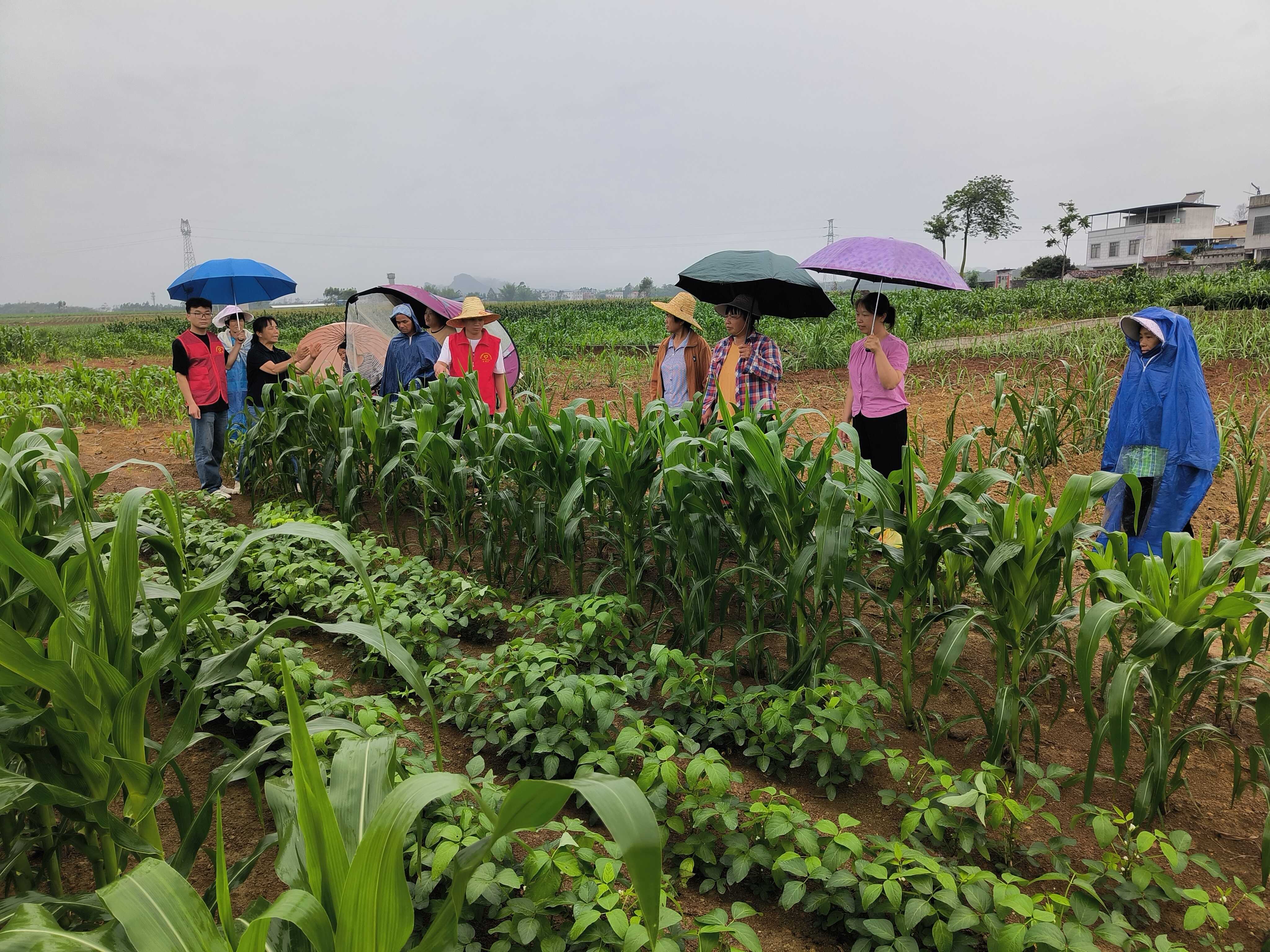 传播实用技能、助力农民增收(图2)