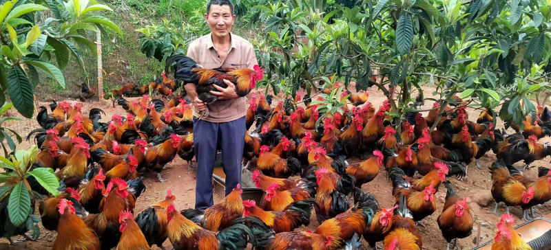 十年坚守育珍品​——记屏山县新安镇安和村康卓光的生态土鸡养殖(图1)