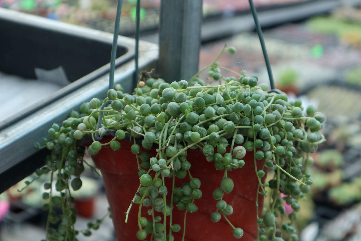 珍珠吊兰的养殖方法和注意事项(图2)