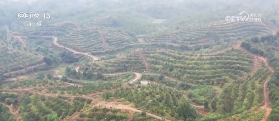 “土特产”变“金名片” 各地多元特色产业描绘乡村振兴好“丰”景(图1)