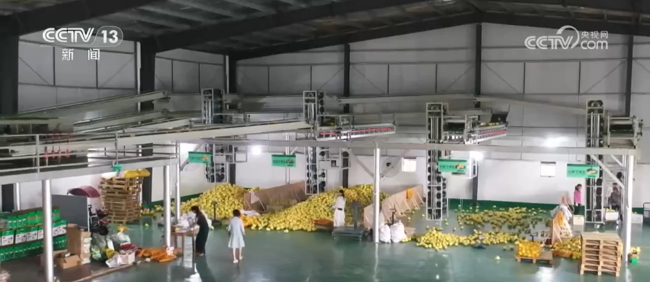 “土特产”变“金名片” 各地多元特色产业描绘乡村振兴好“丰”景(图3)