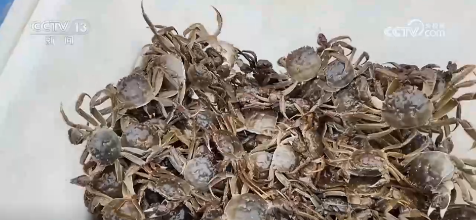 “土特产”变“金名片” 各地多元特色产业描绘乡村振兴好“丰”景(图5)