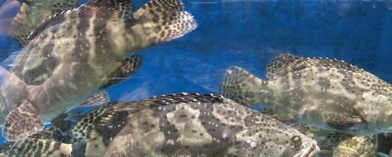 潜江专家在纳米比亚荒漠种出“减贫花”获评全球“最佳减贫案例”(图1)