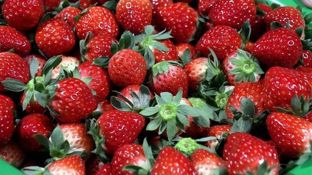 从6株种苗到5700余亩连片田园青浦白鹤镇用一颗草莓撬动乡村振兴(图2)