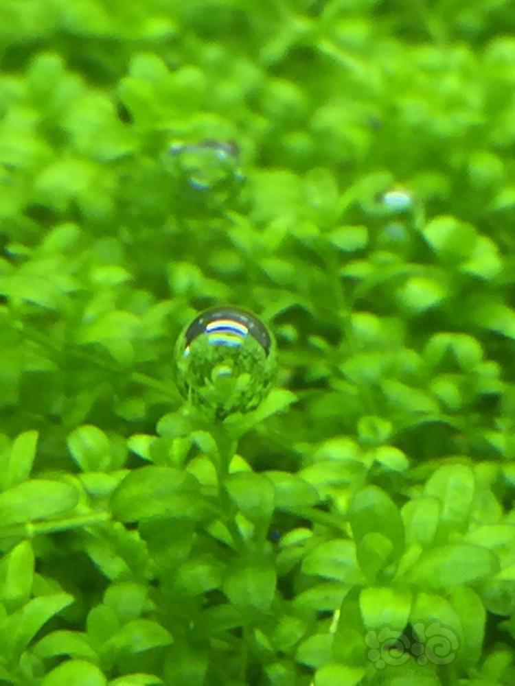 芦笋专家李书华：赤脚蹚出“中国芯”(图1)