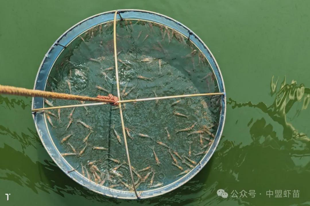 淡水珍珠蚌养殖技术(图1)