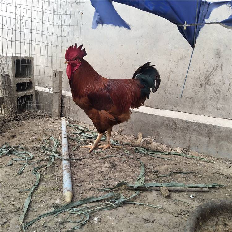 致敬“最美科技工作者” 陈忠法：廿载奔波铺就一条“甜蜜产业链”(图1)