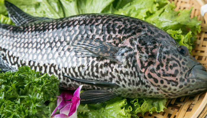 供应鸡舍育雏养殖水暖锅炉直营厂家(图1)