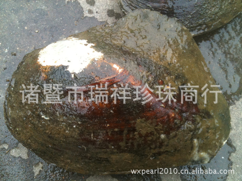 东营广饶：冬闲变冬忙 丰收有“苗”头(图1)