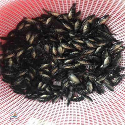 西安举办草莓产销对接活动(图1)