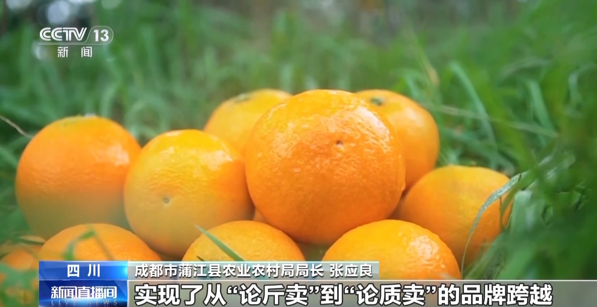 农产品踏上“碳足迹” 这个新标尺让柑橘“甜”上加“值”(图3)