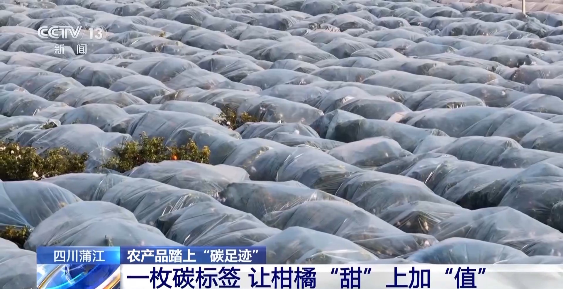 农产品踏上“碳足迹” 这个新标尺让柑橘“甜”上加“值”(图2)