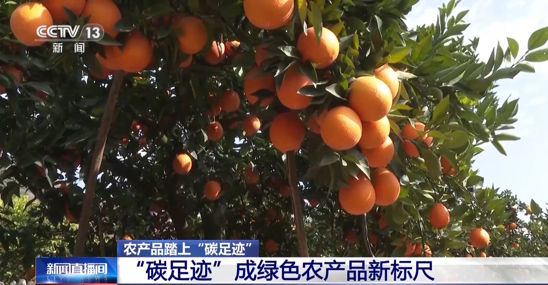 农产品踏上“碳足迹” 这个新标尺让柑橘“甜”上加“值”(图6)