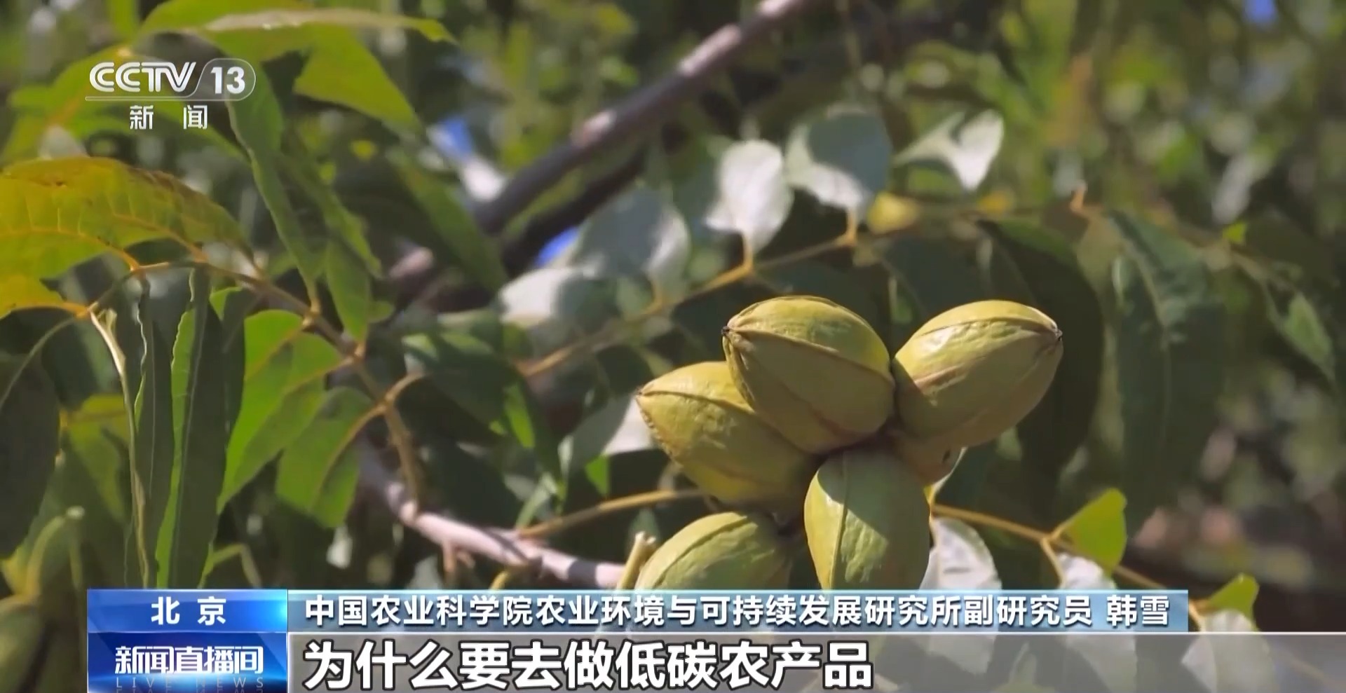 农产品踏上“碳足迹” 这个新标尺让柑橘“甜”上加“值”(图7)