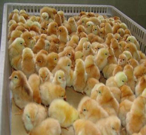 浙江绍兴：兴村共富链赋能“和美越乡”(图1)