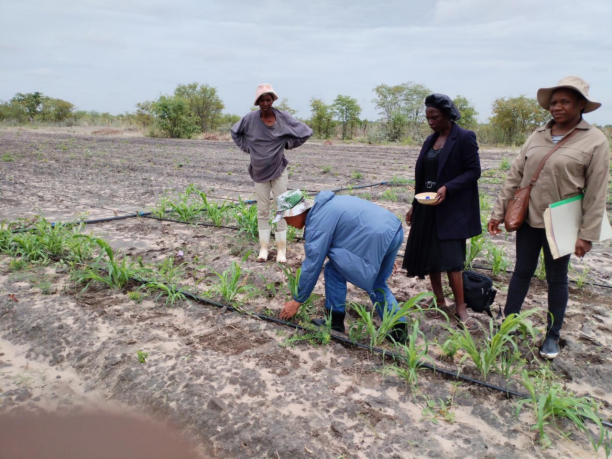 种子减贫传佳话 潜江农技耀非洲(图3)