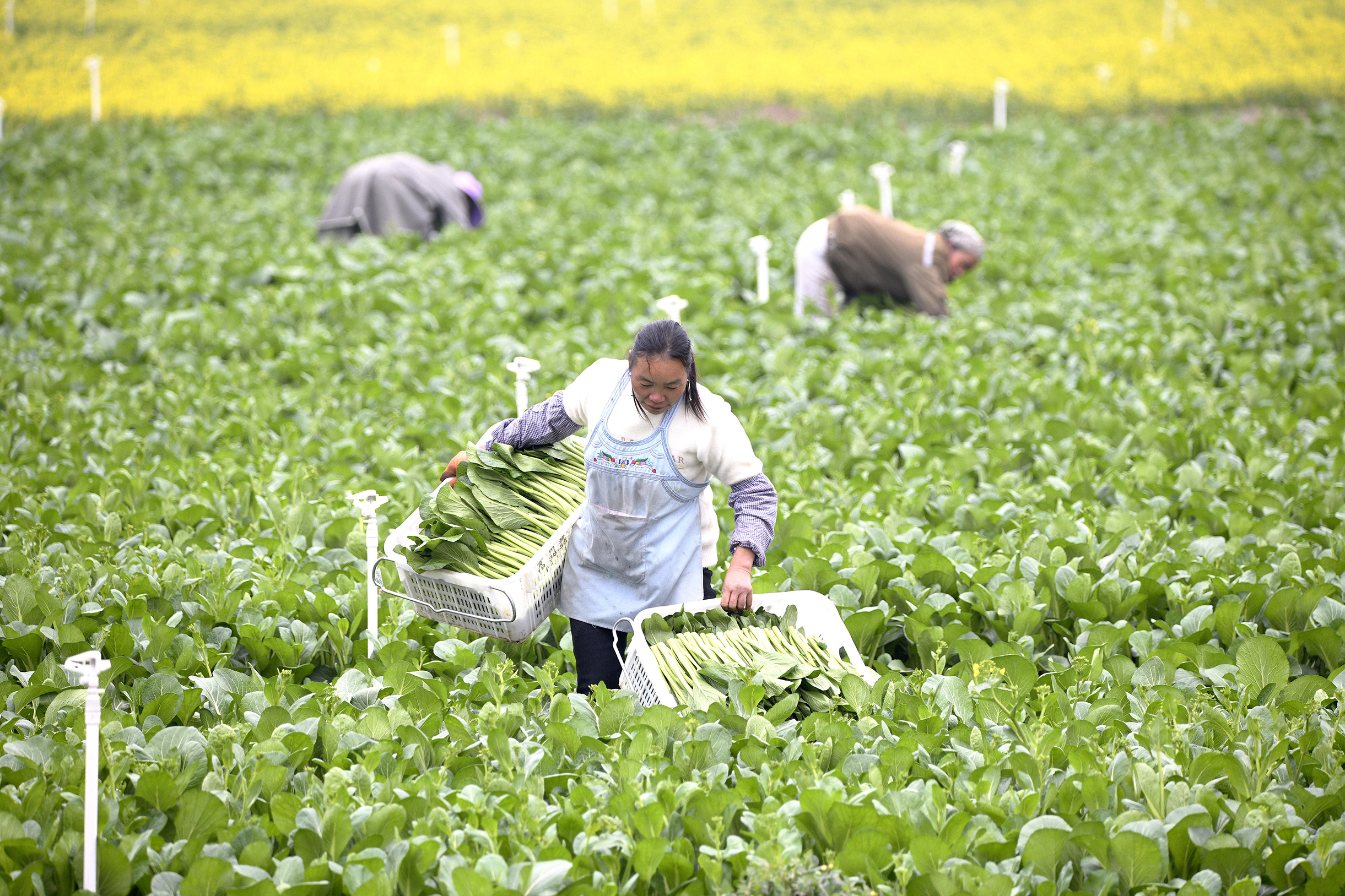 惠黔力推产业集群化发展 两年实施特色产业提升项目60个(图7)