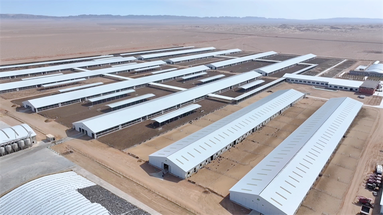 【乡村行·看振兴】高台：牛业“链”上发力 打造集群发展新图景(图1)