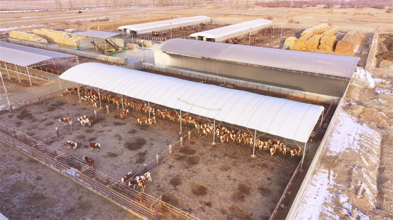 【乡村行·看振兴】高台：牛业“链”上发力 打造集群发展新图景(图2)