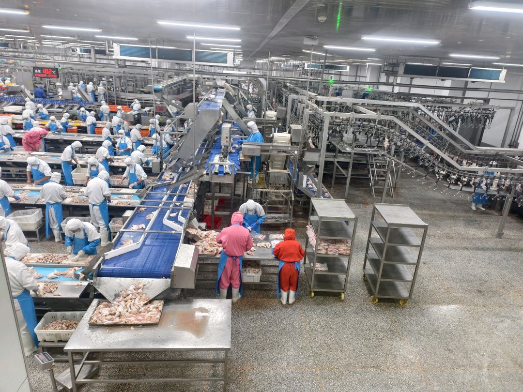 潍坊诸城：借“鸡”发力产业兴立体养殖效益强(图1)